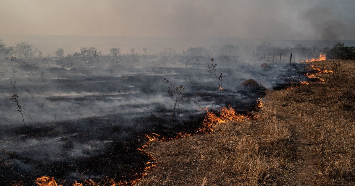The Cerrado crisis: Brazil’s deforestation frontline | Global Witness