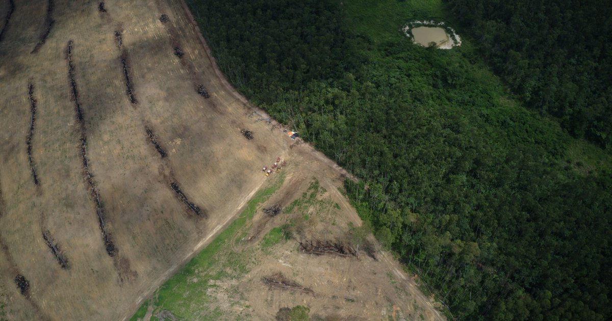 UK imports linked to deforestation the size of Leeds since government delay