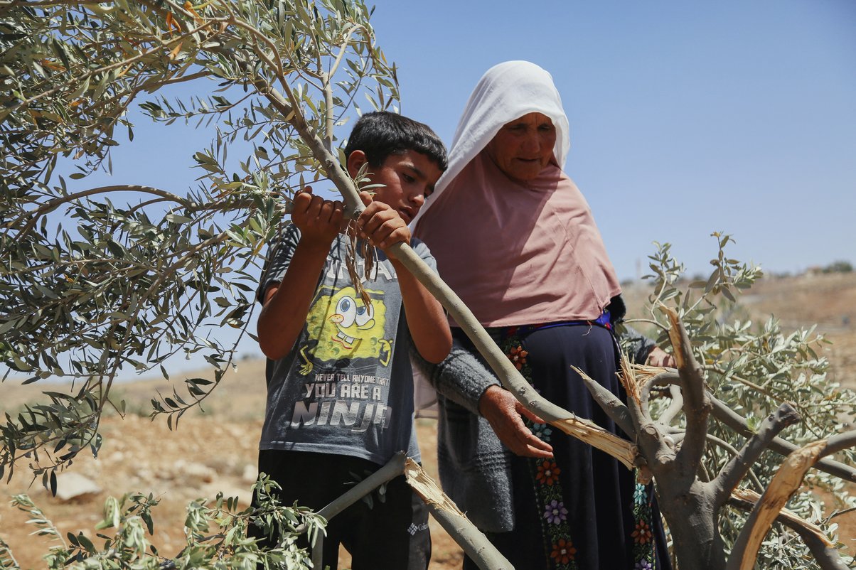 A Palestinian woman and a boy examine a damaged olive tree in the West Bank. The Israeli state policies can deliberately transform the landscape as part of its efforts to assert territorial control.