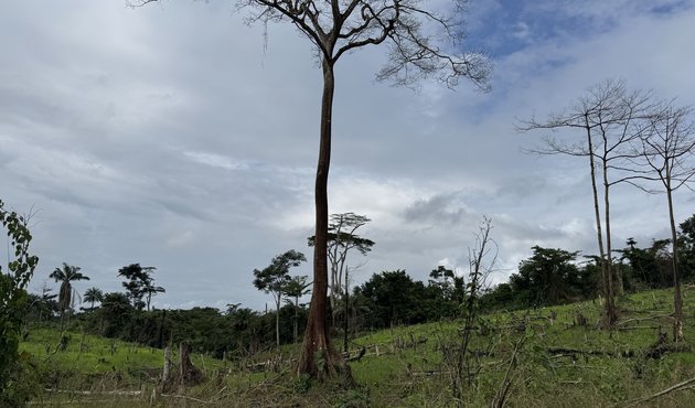 Chocolate giants fuel deforestation in West Africa's last