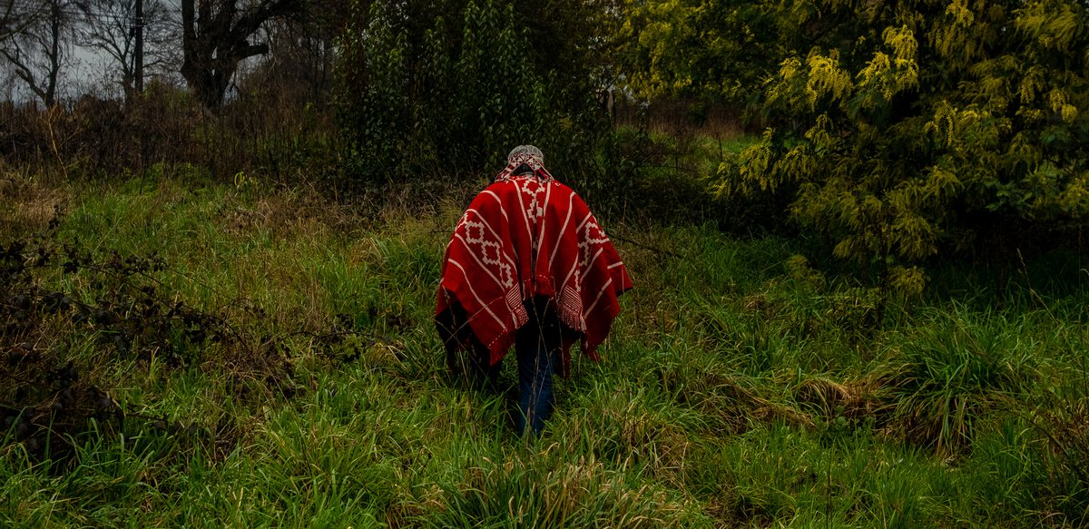An Indigenous Mapuche leader walks across his ancestral land. Known as “people of the earth”, the Mapuche are the largest Indigenous group in Chile, with almost 1.8 million people.