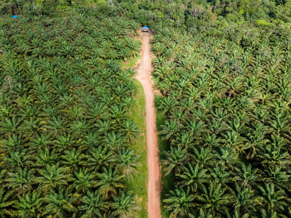 Turiuara Indigenous community’s camp in the middle of BBF’s palm plantation, Pará State, Brazil