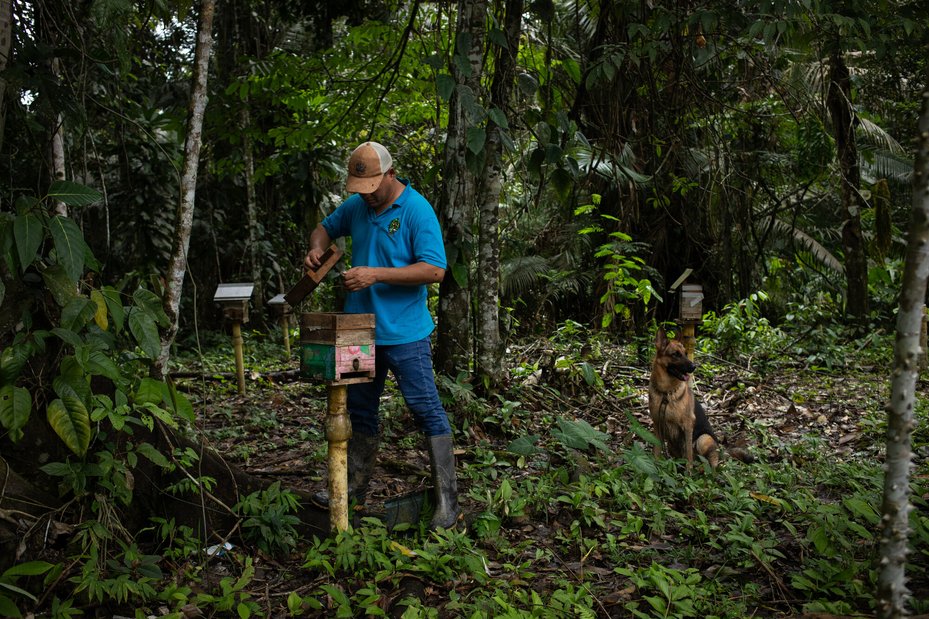 Jani Silva’s son, Edwin Rengifo Silva, checks on the bees at the meliponary in Perla Amazónica Peasant Reserve Zone in Colombia.