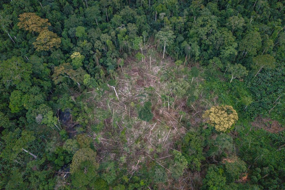 Ongoing illegal logging in Ekuri forest. Ekuri leaders have estimated that logging activities have destroyed more than 40% of the community’s forest since 2018.