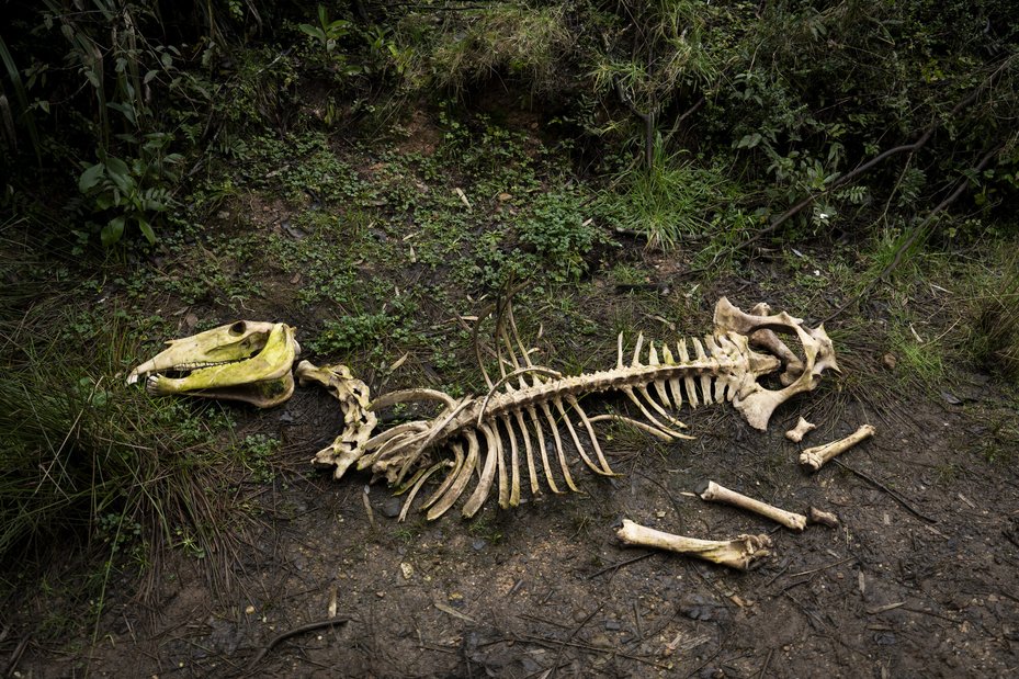 The remains of Julia's horse, which the family suspects was poisoned, lies near their home. Since her disappearance Julia’s family have been exposed to threats and intimidation.