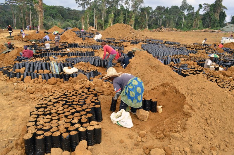 moringa plant seeds Moringa Seeds  seed and plant